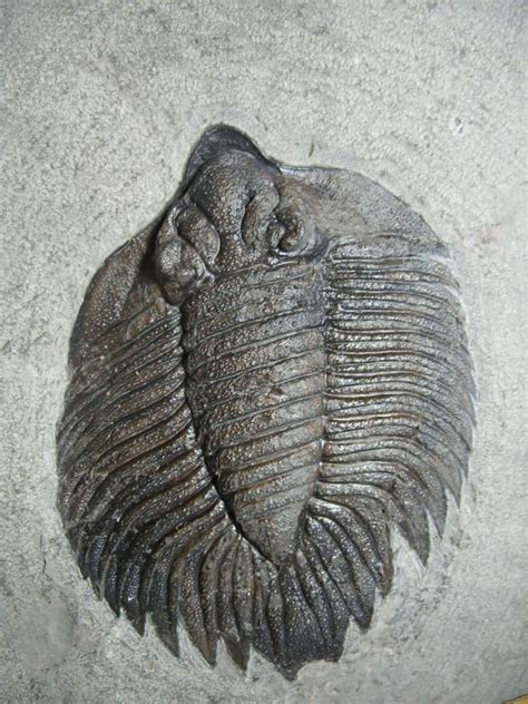 Arctinurus Boltoni Trilobite 012823v The Stones Bones Collection