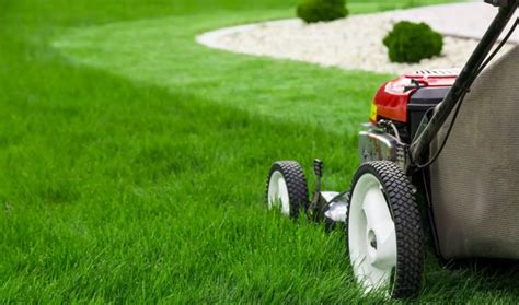 How to Get Rid of Sand Spurs | 10 Ways to Protect Your Lawn