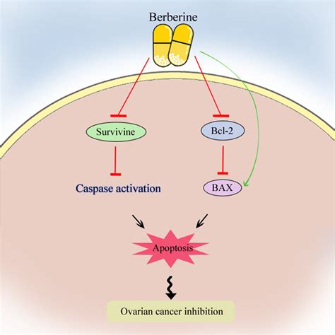 The Effects Of Berberine On Apoptosis In The Ovarian Cancer Download