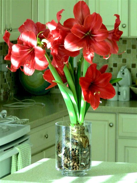 Growing Amaryllis Why Hydroponics