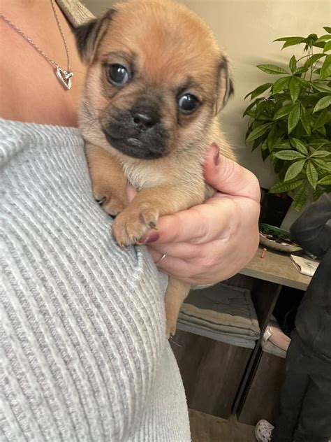 Cross Breed Chihuahua X Pug X French Bulldog Puppiesall Sold In