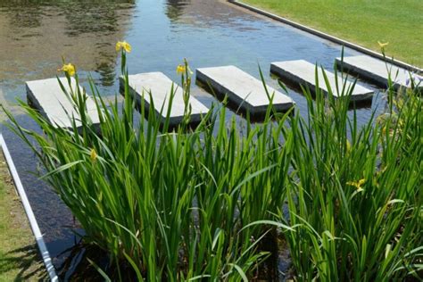 Comment Planter Des Plantes Aquatiques Dans Un Bassin Monbassin