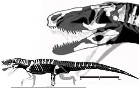 Saurosuchus and Rauisuchus