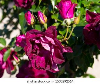 Rose Brilliant Pink Iceberg Flower Images Stock Photos Vectors