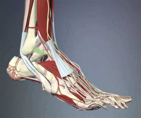 Is it possible to prevent an ankle sprain? | Reach Physio Solutions ...