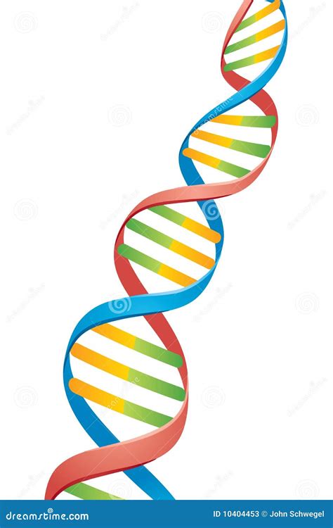 Double Helix DNA Strand Stock Photos - Image: 10404453