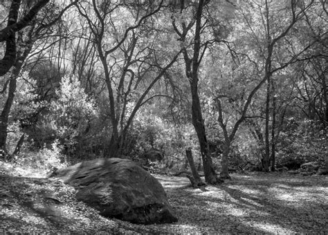 Fotos gratis árbol naturaleza bosque desierto rama invierno en