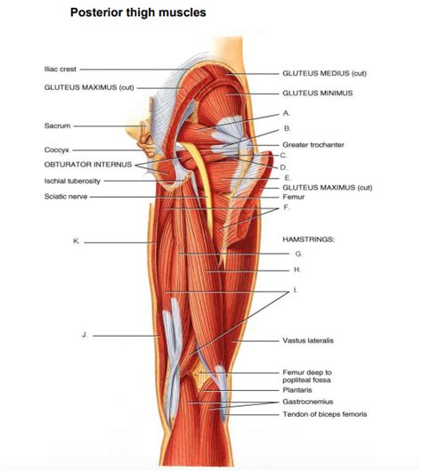 Posterior Thigh Muscles Part 1 Diagram Quizlet