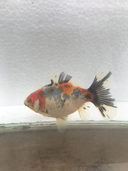 Fancy Goldfish Bristol Shubunkins At Aquarist Classifieds