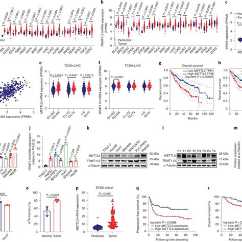 Knockdown Of Mettl Inhibits Hcc Tumorigenesis In Vitro A Mettl