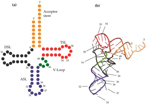 Biomolecules Free Full Text Chemical And Conformational Diversity