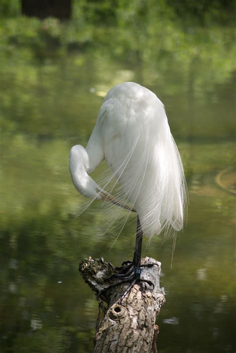 72 best Snowy Egret images on Pholder | Birdpics, Birding and Whatsthisbird