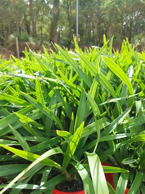 Dianella Tasmanica Tasred Flax Lily Dawsons Garden World