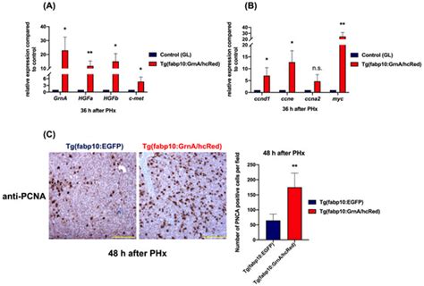 Ijms Free Full Text Progranulin A Promotes Compensatory Hepatocyte