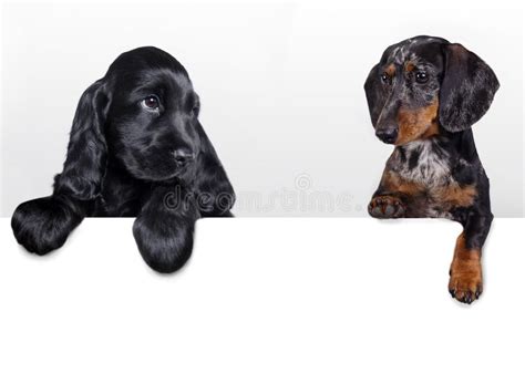 Puppies Of Different Breeds Stock Image Image Of Dachshund Portrait