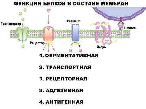 Обмен липидов Биологические мембраны строение функции метаболизм