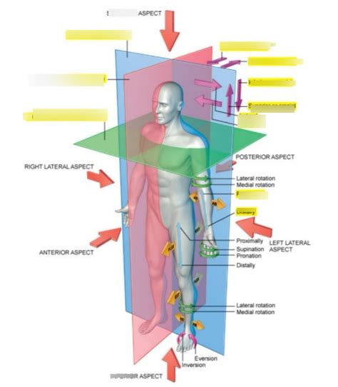 Anatomical Directions Diagram | Quizlet