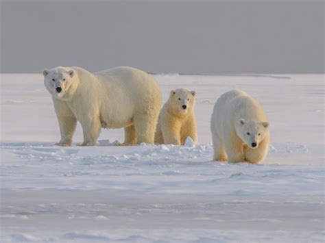 How polar animals keep warm | Teaching Resources