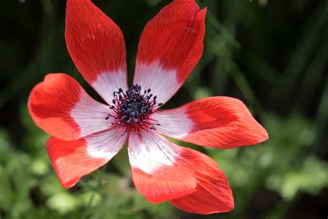 1920x1080 Wallpaper Red White 7 Petaled Flower Peakpx