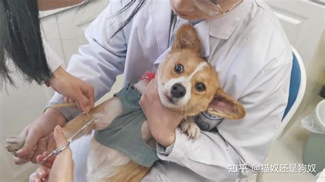 一只狗有这几种症状可能患上狂犬病了要留心 知乎