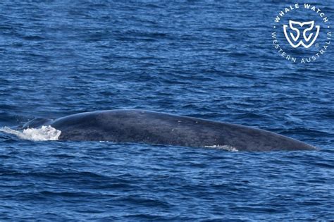 Blue Whales Migration Path | Whale Watch Western Australia