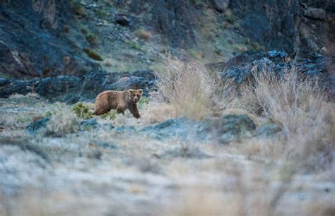 Gobi Bear Project - Conservation Frontlines