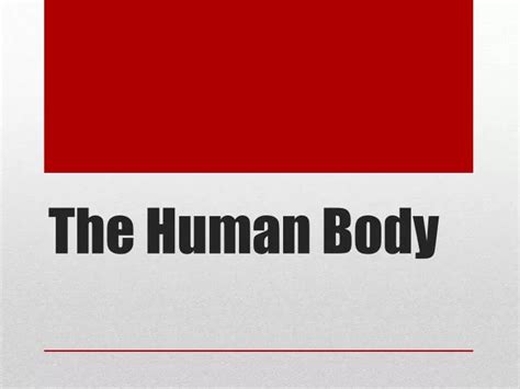 Ppt The Human Body Powerpoint Presentation Free Download Id 2527108