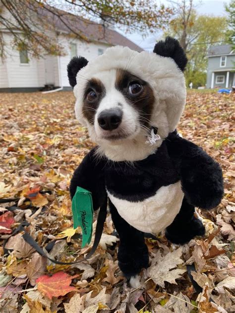 Panda Halloween Dog Costume | Dog halloween costumes, Dog costume, Dog ...