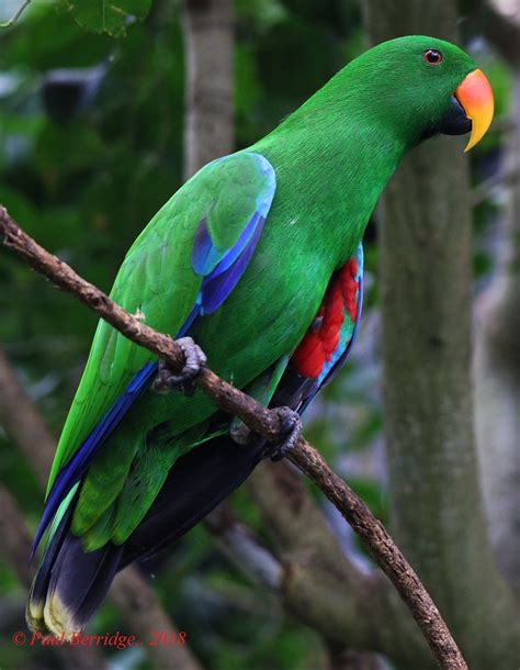 Male Eclectus Parrot