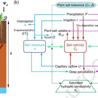 A Schematic Representation Of The Dynamics Of Root Zone Soil Moisture