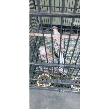 Jual Burung Tekukur Leopard Unik Langka Shopee Indonesia