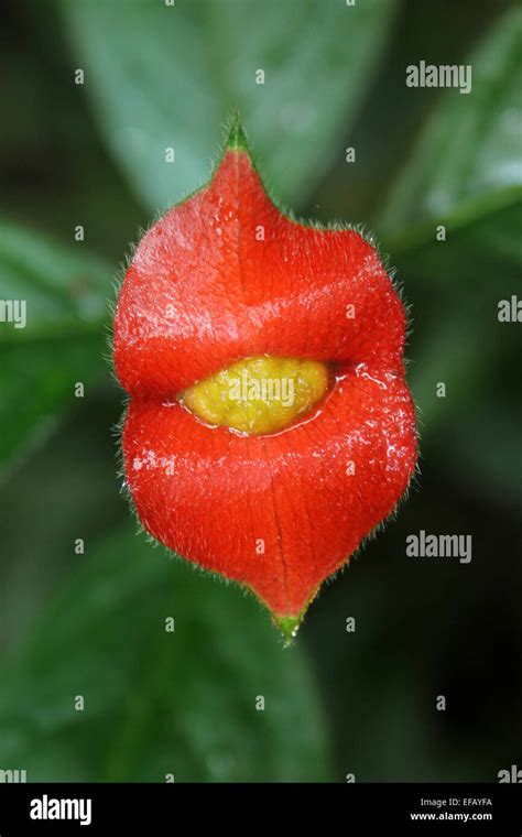 Hooker's lips flower hi-res stock photography and images - Alamy