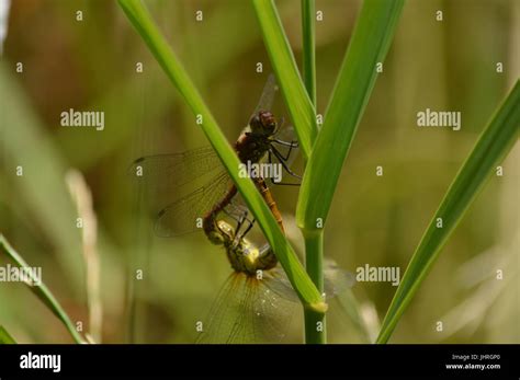 Dragonflies Mating Hi Res Stock Photography And Images Alamy