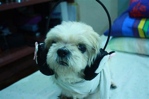 DJ Doge In The House : r/aww