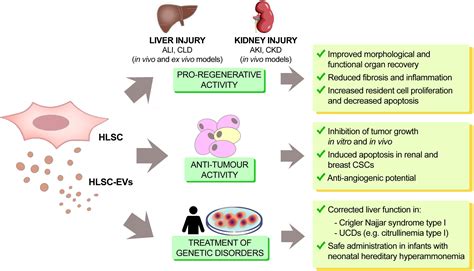 Frontiers Human Liver Stem Cells A Liver Derived Mesenchymal Stromal Cell Like Population