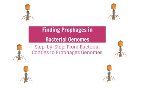 Finding Prophages In Bacterial Genomes Step By Step In Details