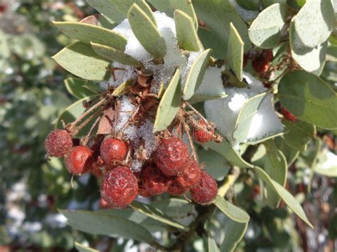 Manzanita Berries Stock Photos Free And Royalty Free Stock Photos From