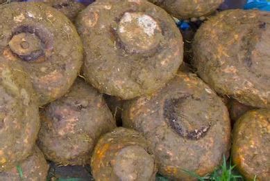 Elephant Foot Yam Health Benefits And Nutrition YouEatPlants