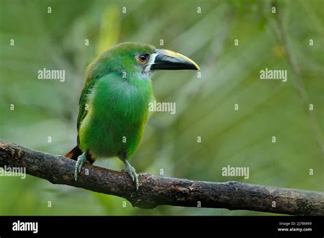 Blue Throated Toucanet Aulacorhynchus Prasinus Green Toucan In The