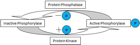 Reversible Protein Phosphorylation 1992 Nobel Prize Medicine