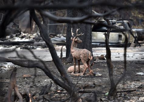 Wildfires Ravage the West Coast - ABC News