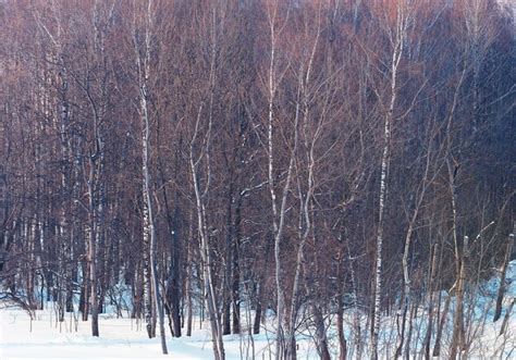 Premium Photo Naked Winter Trees Landscape Background