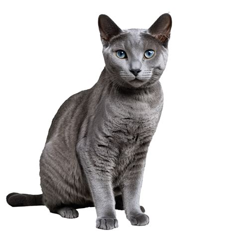 russian blue cat sitting isolated transparent photo 44760855 PNG