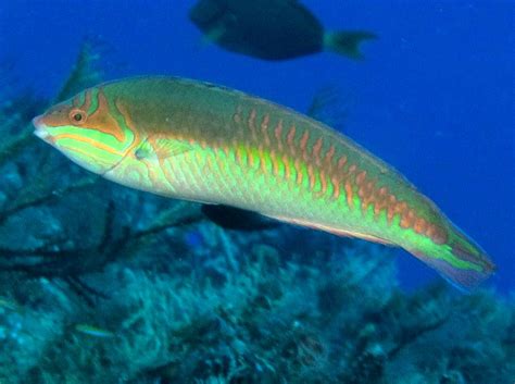 Clown Wrasse Halichoeres Maculipinna Cozumel Mexico Photo 1 Tropical Reefs