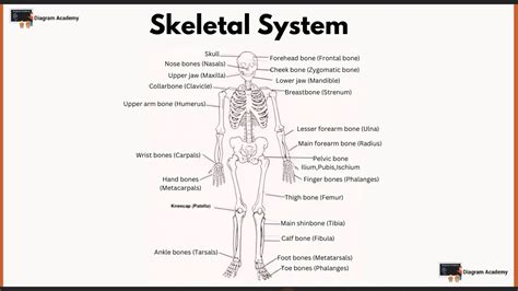 Human Skeletal System Diagrams with Labells