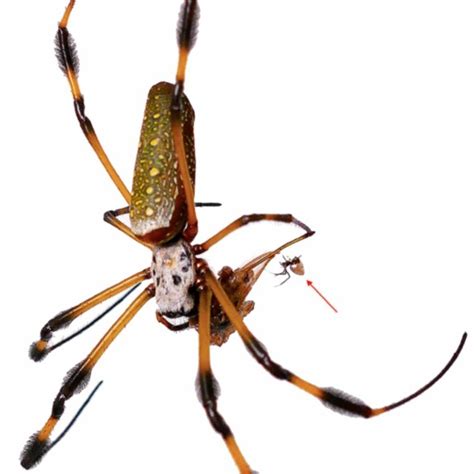 Spider portraits of Trichonephila clavipes (host) and Argyrodes ...