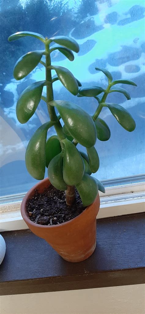 Identification and Care : r/houseplants