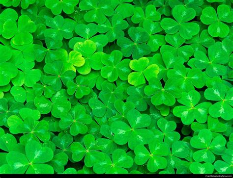 saturday   clovers