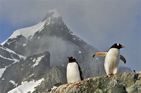 Gentoo Penguin Facts, Habitat, Predators, Lifespan, Pictures