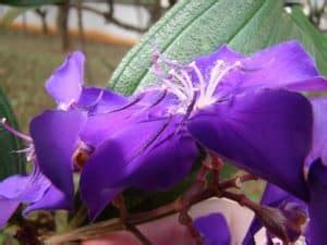 Como Plantar E Cuidar Da Arvore Quaresmeira Tibouchina Granulosa